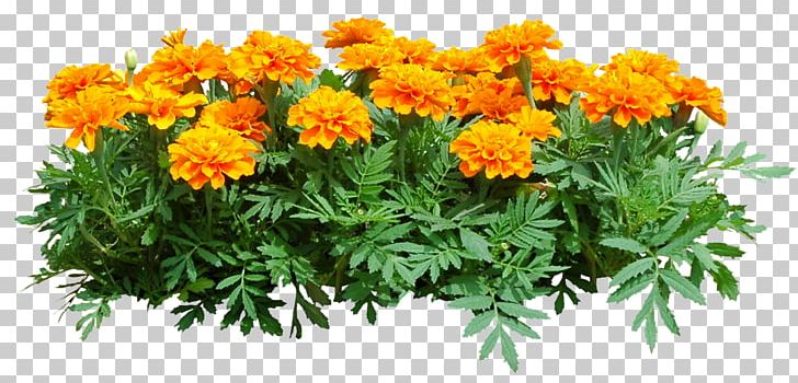 Desktop PNG, Clipart, Annual Plant, Blog, Chrysanths, Clip Art, Daisy Family Free PNG Download