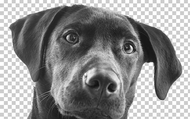 Labrador Retriever Pet Insurance Dog Breed Puppy Borador PNG, Clipart, Black , Borador, Breed, Breed Club, Dog Free PNG Download