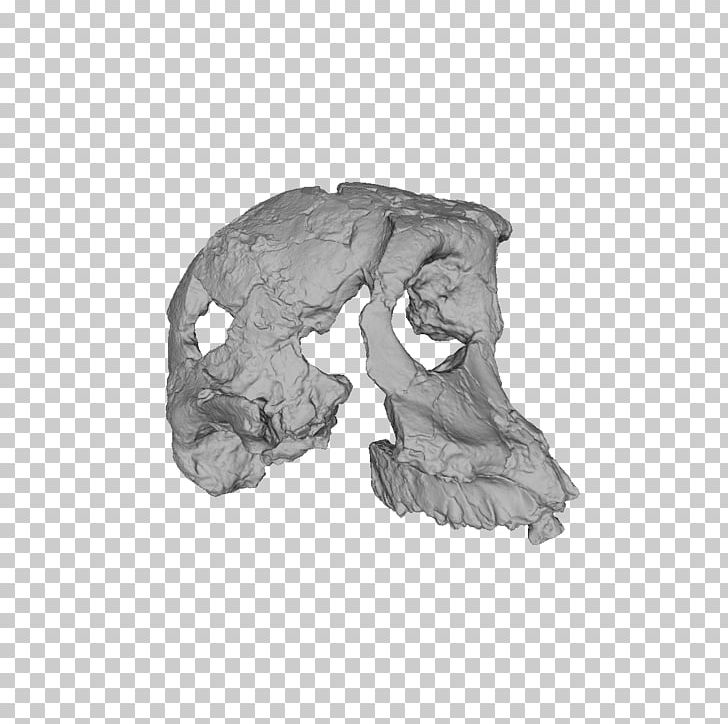 Mammal Jaw White H&M PNG, Clipart, Antiquity Poster Material, Arm, Black And White, Bone, Drawing Free PNG Download