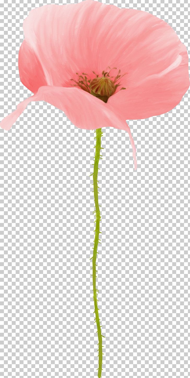 Papaver Orientale Flower Poppy Petal Drawing PNG, Clipart, Color, Coquelicot, Drawing, Flower, Flower Bouquet Free PNG Download
