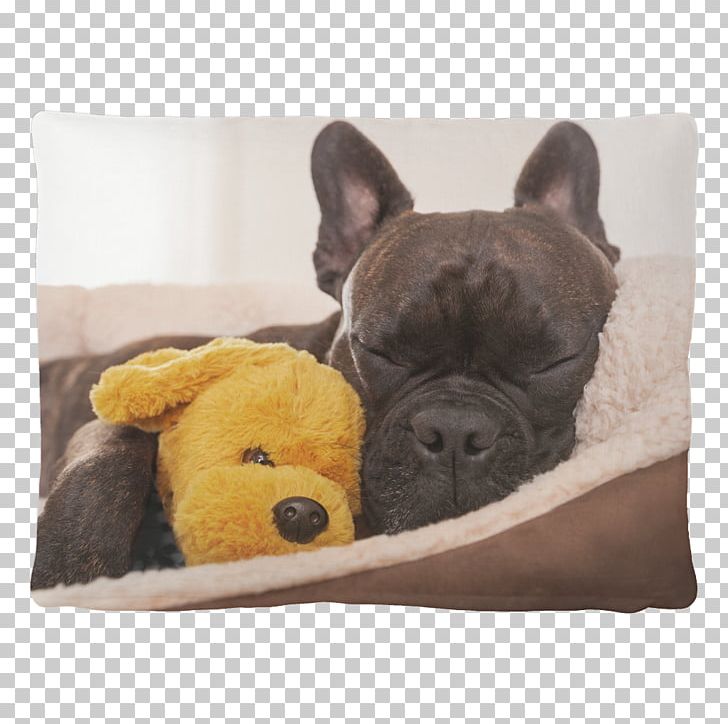 Stock Photography French Bulldog Jack Russell Terrier Chihuahua Pet Sitting PNG, Clipart, Bark, Bed, Blanket, Buddy, Bulldog Free PNG Download