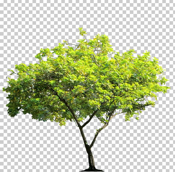 Tree Desktop Arecaceae PNG, Clipart, Arecaceae, Branch, Bush, Cottonwood, Desktop Wallpaper Free PNG Download