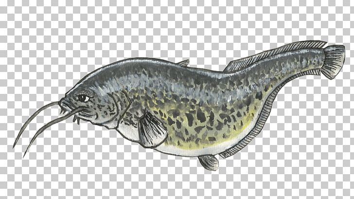 Drawing Common Carp Catfish PNG, Clipart, Anglers Mail, Animal, Animals, Carp, Cartoon Free PNG Download