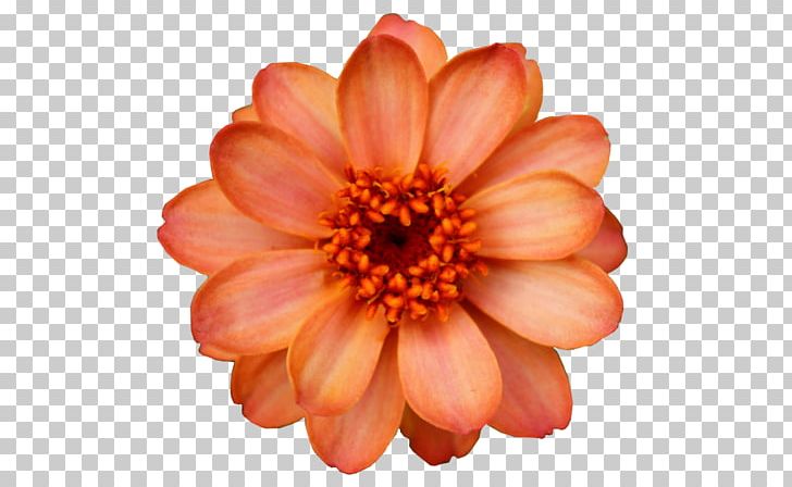 Flower Orange Blossom PNG, Clipart, Annual Plant, Azalea, Chrysanths, Clip Art, Color Free PNG Download