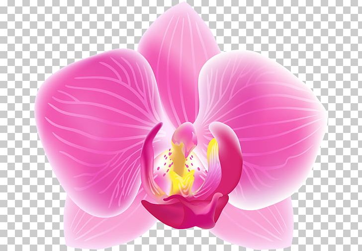Moth Orchids Decoupage PNG, Clipart, Art, Christmas, Color, Decoupage, Flower Free PNG Download
