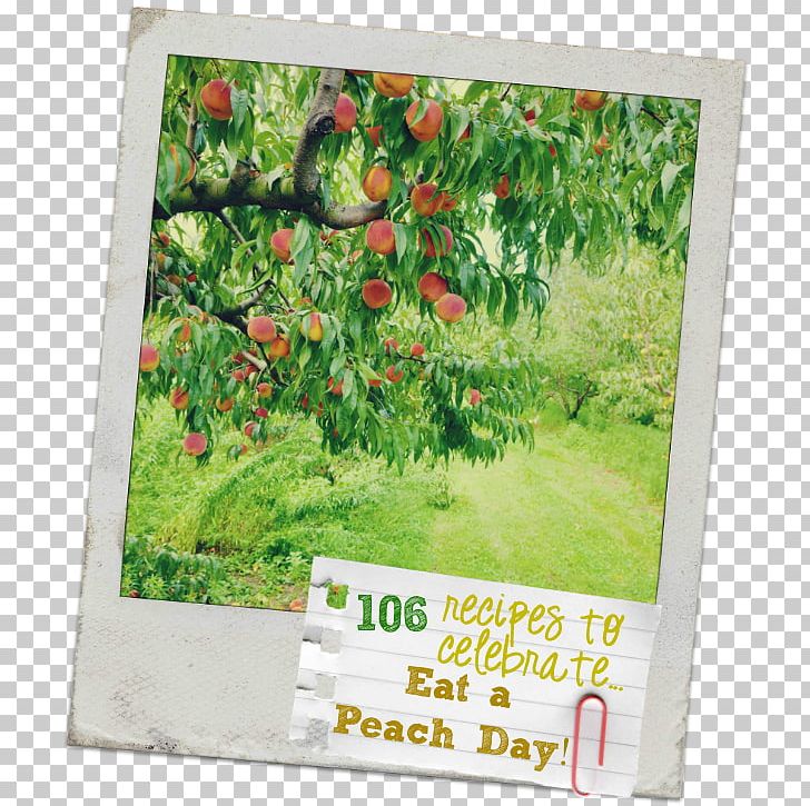 Vipava Valley Peach Orchard Stock Photography Fruit PNG, Clipart, Alamy, Flora, Fruit, Fruit Nut, Fruit Tree Free PNG Download