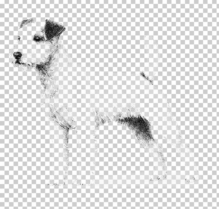 Wire Hair Fox Terrier Lakeland Terrier Parson Russell Terrier Puppy Rare Breed (dog) PNG, Clipart, Animals, Carnivoran, Companion Dog, Dog Breed, Dog Like Mammal Free PNG Download