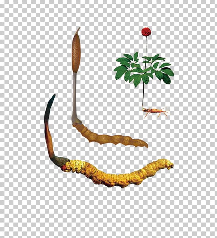 American Ginseng Panax Pseudoginseng Asian Ginseng Panax Notoginseng Wenshan Zhuang And Miao Autonomous Prefecture PNG, Clipart, American Ginseng, Araliaceae, Asam, Asian, Asian Ginseng Free PNG Download