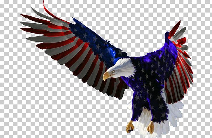 Bald Eagle Flag Of The United States Decal PNG, Clipart, Accipitriformes, Animals, Bald Eagle, Beak, Bird Free PNG Download
