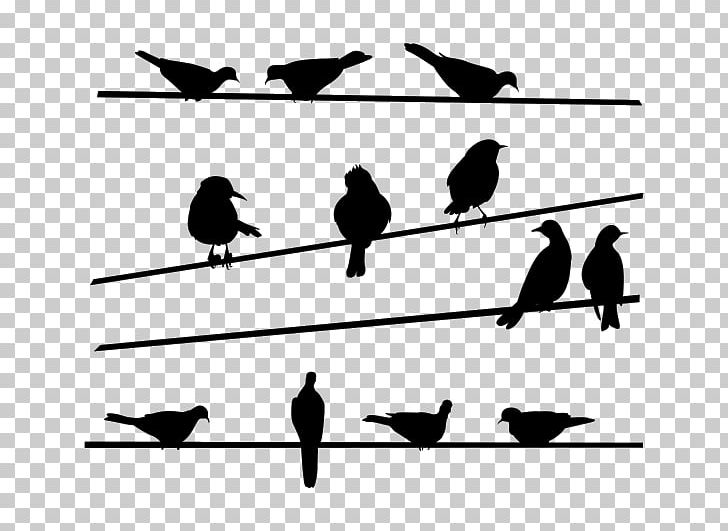 Bird PNG, Clipart, Agate, Animals, Beak, Bird, Black And White Free PNG Download