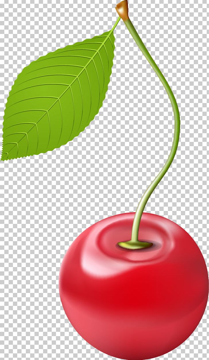 Drawing Cherry Concordia Lutheran School PNG, Clipart, Art Museum, Cherry, Download, Drawing, Food Free PNG Download