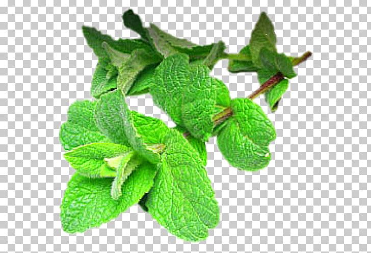 Peppermint Extract Vietnamese Cuisine Mentha Spicata Herb PNG, Clipart, Curry Tree, Extract, Food, Herb, Herbalism Free PNG Download