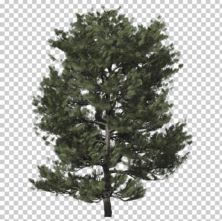 Spruce Christmas Tree Fir Christmas Day PNG, Clipart, Biome, Branch, Branching, Christmas Day, Christmas Tree Free PNG Download