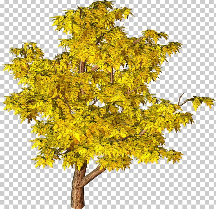 Tree Yellow PNG, Clipart, Arboles Y Arbustos, Architectural Rendering, Autumn, Branch, Clipart Free PNG Download