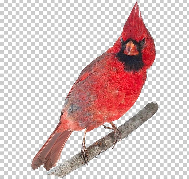 Ohio Bird Northern Cardinal Paper Abingdon PNG, Clipart, Animals, Beak, Bird, Cardinal, Cardinals Free PNG Download