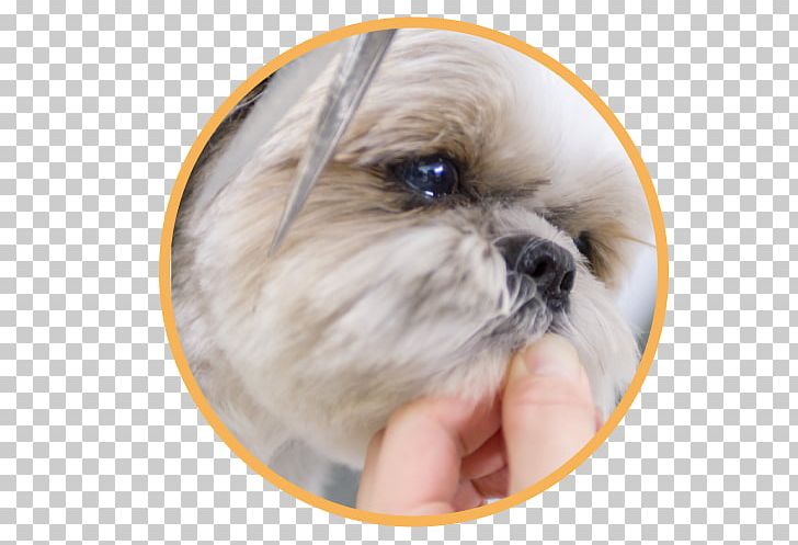 Shih Tzu Puppy Dog Breed Dogs' Avenue Companion Dog PNG, Clipart, Animals, Avenue, Breed, Breed Group Dog, Carnivoran Free PNG Download