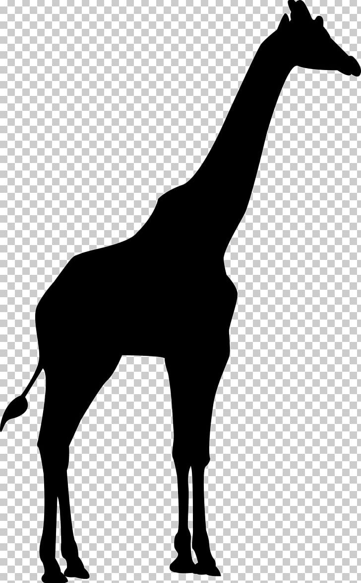Bird Giraffe Silhouette Tiger PNG, Clipart, Africa, Animal, Animals, Bird, Black And White Free PNG Download