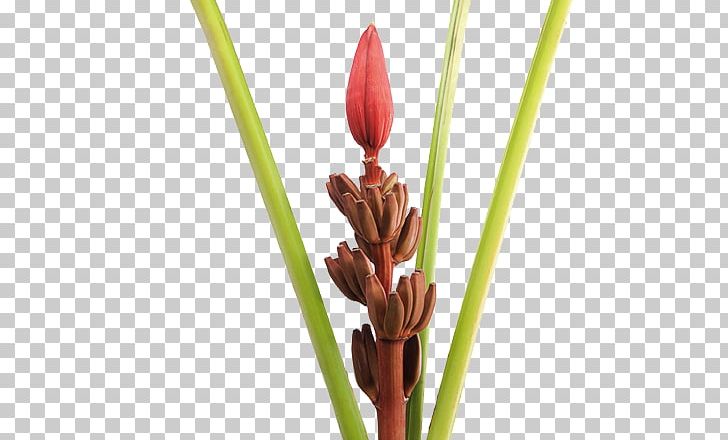 Bud Lobster-claws Bird Of Paradise Flower Musa Ornata PNG, Clipart, Banana, Bananas, Bird Of Paradise Flower, Bud, Commodity Free PNG Download