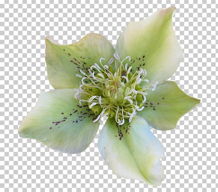 Flower Garden Helleborus Odorus Plant PNG, Clipart, Cut Flowers, Eveningprimroses, Flower, Flower Garden, Flowering Plant Free PNG Download