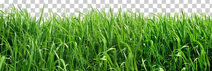 Image File Formats Agriculture Lawn PNG, Clipart, Agriculture, Clip Art, Commodity, Crop, Display Resolution Free PNG Download