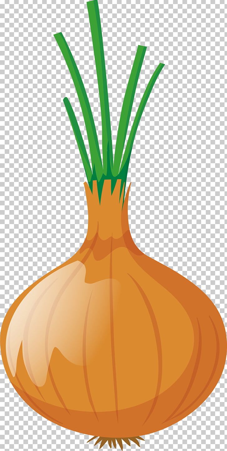Onion Euclidean PNG, Clipart, Animation, Calabaza, Commodity, Cucurbita, Drawing Free PNG Download