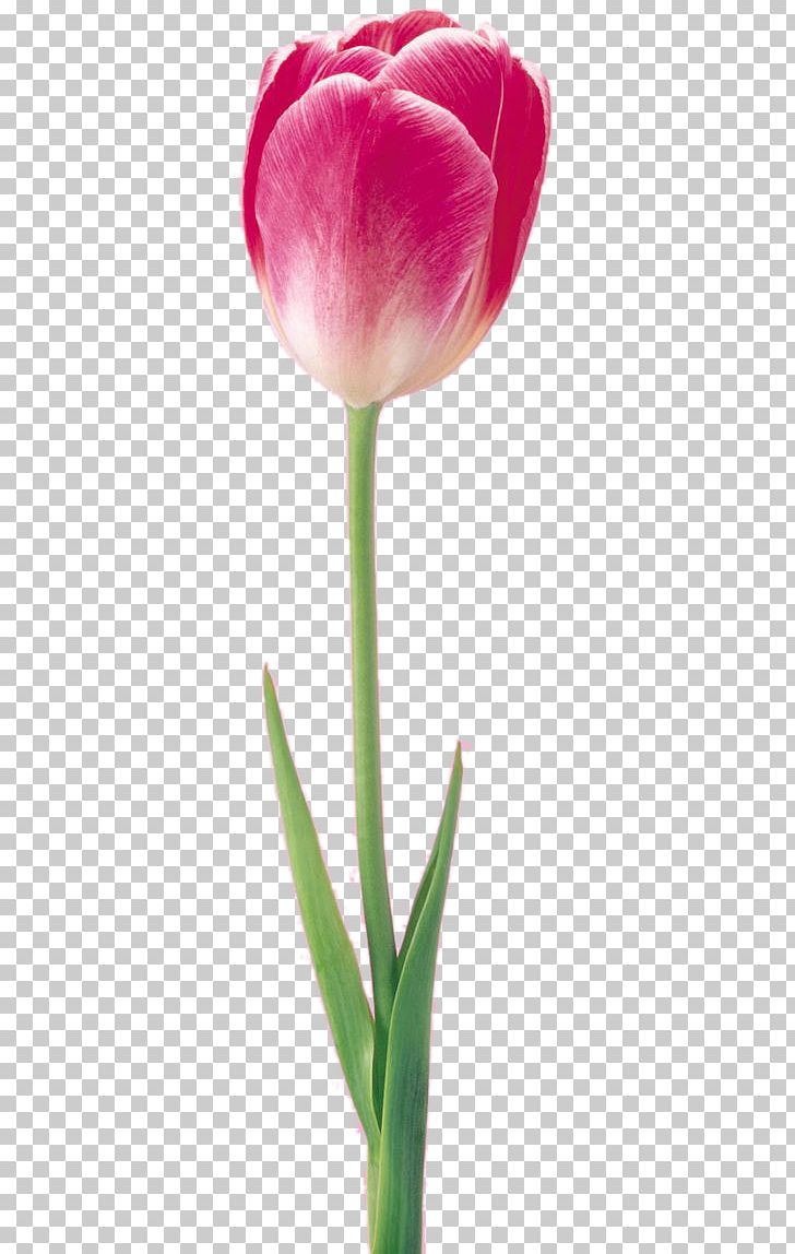 Tulip Flower Digital PNG, Clipart, Bud, Cut Flowers, Download, Euclidean Vector, Flowering Plant Free PNG Download