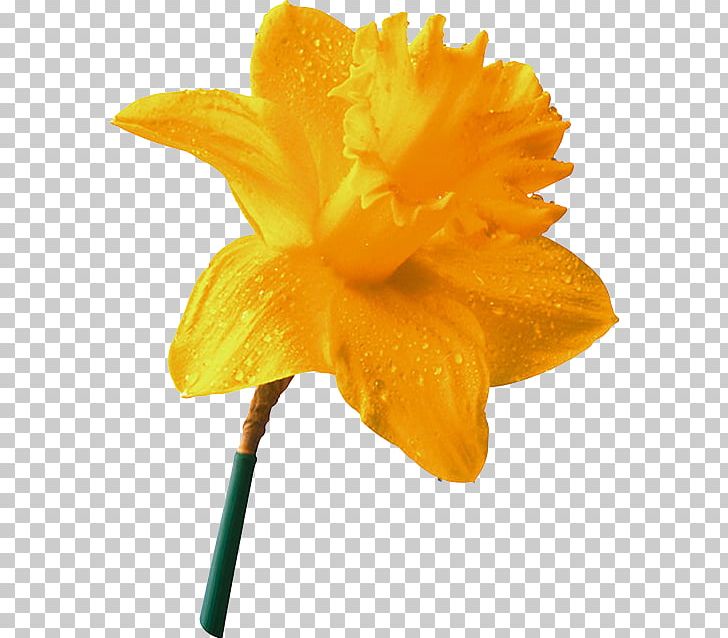 Daffodil Narcissus Yellow Flower PNG, Clipart, 2016, Amaryllis Family, Daffodil, Echo And Narcissus, Flower Free PNG Download