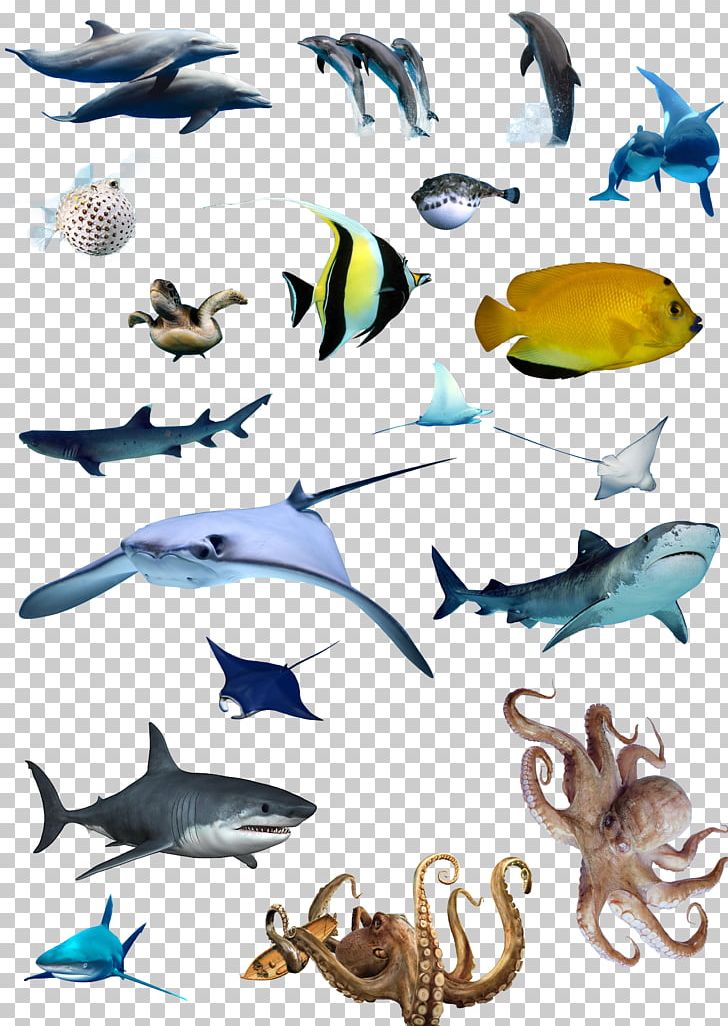 Marine Biology PNG, Clipart, Animals, Aquarium Fish, Dolphin, Download, Encapsulated Postscript Free PNG Download