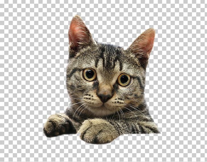 Siamese Cat Kitten Tabby Cat Pet PNG, Clipart, American Shorthair, American Wirehair, Animals, Animal Shelter, Asian Free PNG Download