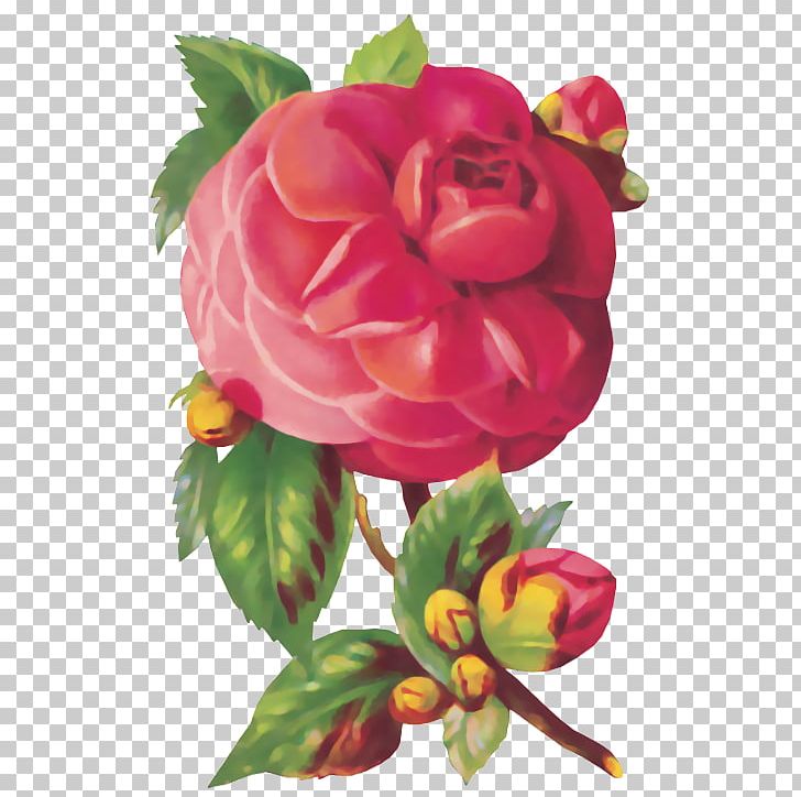 Flower Friendship Garden Roses PNG, Clipart, Artificial Flower, Begonia, Blume, Botany, Floral Design Free PNG Download