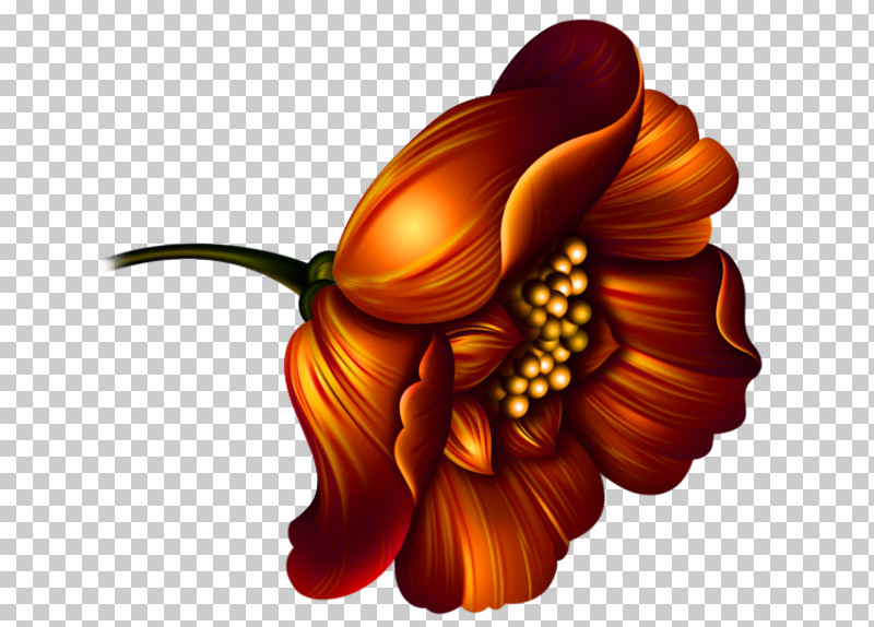 Orange PNG, Clipart, Flower, Gerbera, Hair Accessory, Orange, Petal Free PNG Download