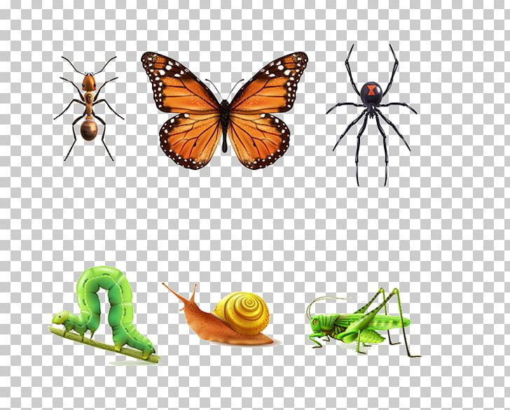 Beetle Euclidean Ladybird Illustration PNG, Clipart, Aile, Animals, Antenna, Arthropod, Brush Footed Butterfly Free PNG Download