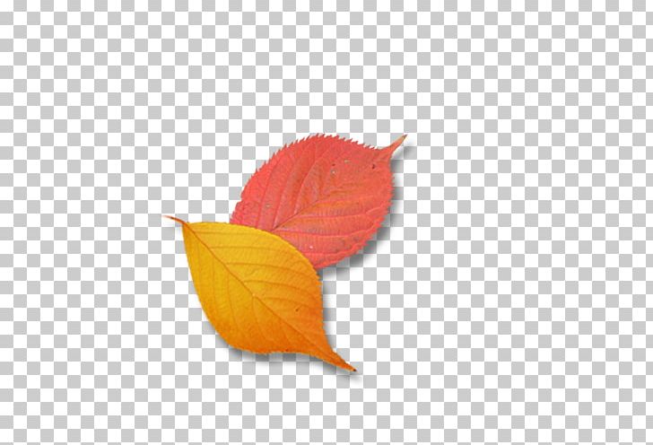 Leaf Petal Google S PNG, Clipart, Autumn Leaf, Brain Games, Circle, Download, Euclidean Vector Free PNG Download