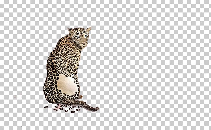 Leopard Advertising Animal Print PNG, Clipart, Advertising, Advertising Campaign, Africa, Animal, Animals Free PNG Download