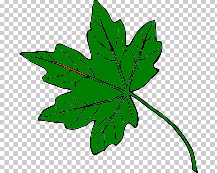 Maple Leaf PNG, Clipart, Autumn, Drawing, Green, Leaf, Maple Free PNG Download