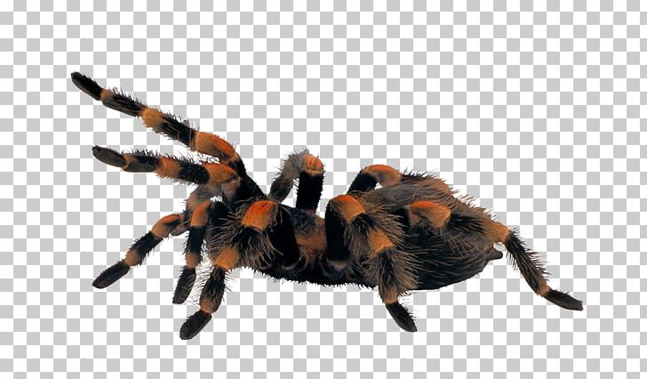 Spider PNG, Clipart, 3d Animation, Adobe Illustrator, Animal, Animals, Animation Free PNG Download