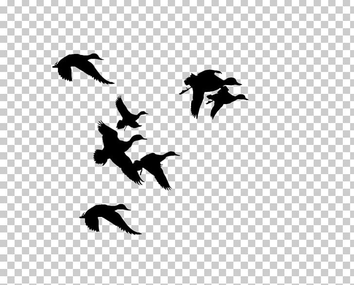 American Black Duck Mallard Bird PNG, Clipart, American Black Duck, Animals, Anseriformes, Beak, Bird Free PNG Download