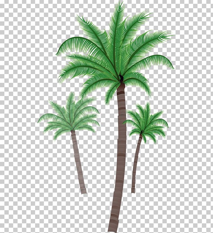 Asian Palmyra Palm Coconut Südseefieber Arecaceae PNG, Clipart, Arecaceae, Arecales, Asian Palmyra Palm, Borassus Flabellifer, Cartoon Free PNG Download