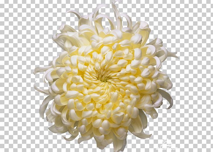Chrysanthemum Time Fuse Candle PNG, Clipart,  Free PNG Download