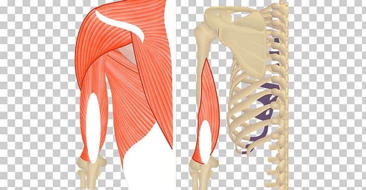 Teres Major Muscle Triceps Brachii Muscle Teres Minor Muscle Biceps PNG, Clipart, Anatomy, Arm, Biceps, Coracobrachialis Muscle, Hip Free PNG Download