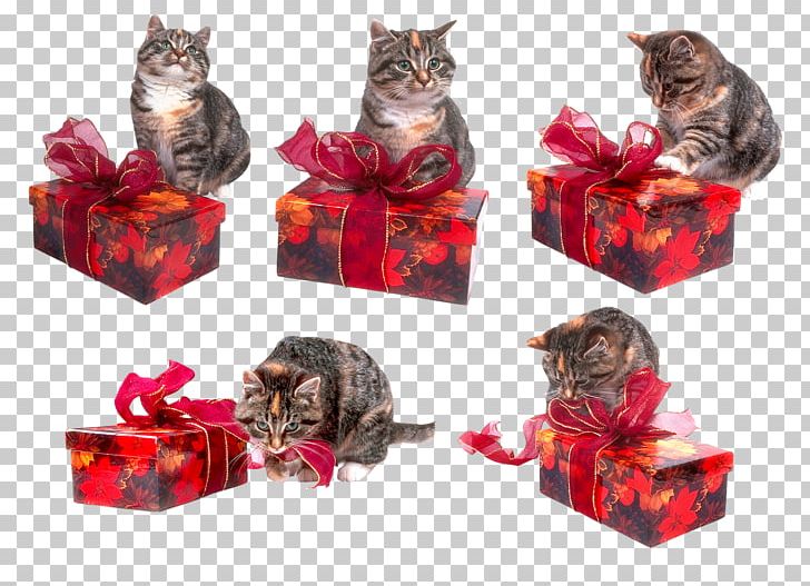 Cat Gift Kitten Holiday PNG, Clipart, Albom, Animals, Box, Cat, Cat Like Mammal Free PNG Download