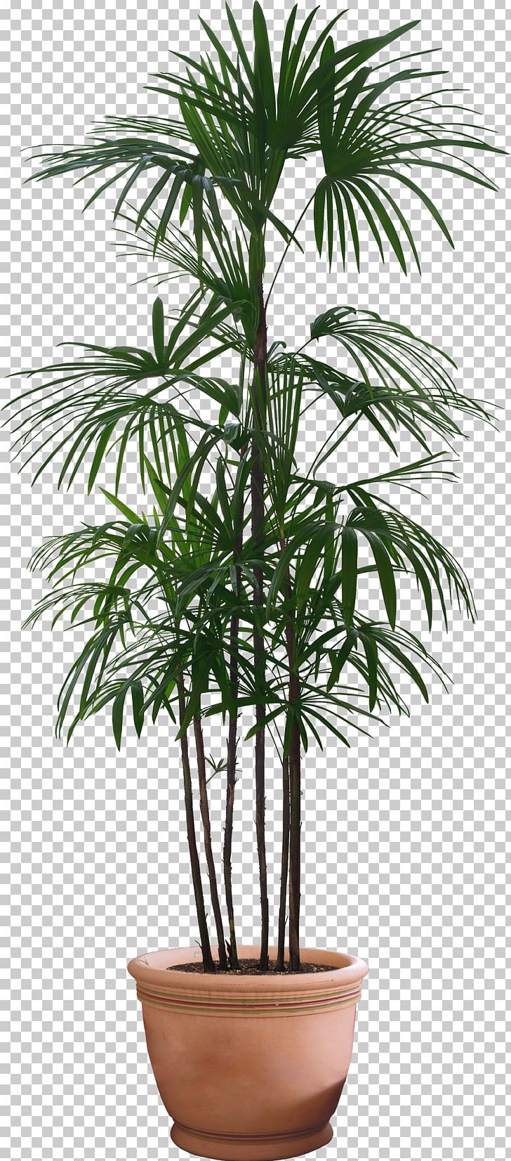 Howea Forsteriana Flowerpot Houseplant PNG, Clipart, Arecaceae, Arecales, Bonsai, Couch, Date Palm Free PNG Download