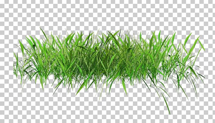 Lawn Desktop PNG, Clipart, Animation, Aquarium Decor, Commodity, Desktop Wallpaper, Download Free PNG Download