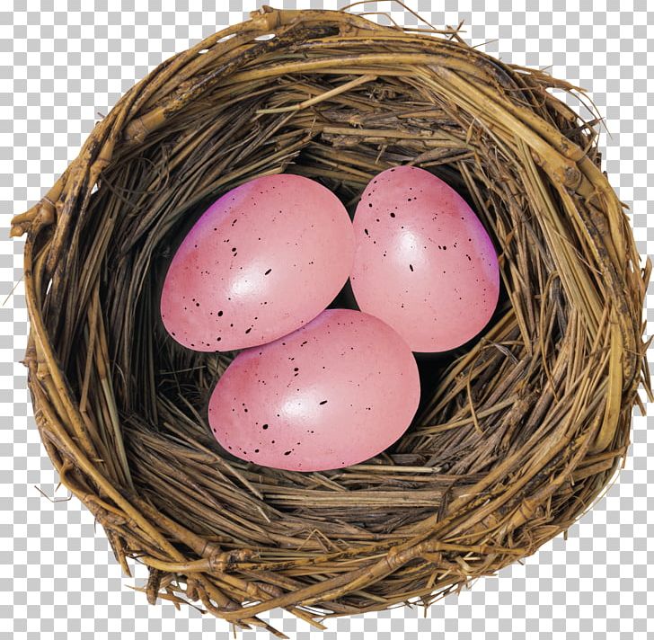 Bird Nest Deviled Egg Bird Nest PNG, Clipart, American Robin, Animals, Bird, Bird Egg, Bird Nest Free PNG Download