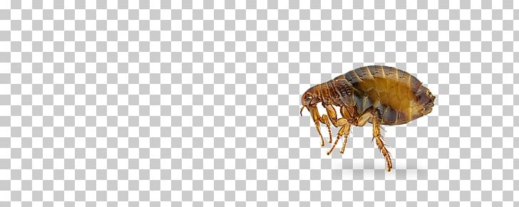 Flea Insect PNG, Clipart, Arthropod, Bed Bug, Flea, Insect, Invertebrate Free PNG Download