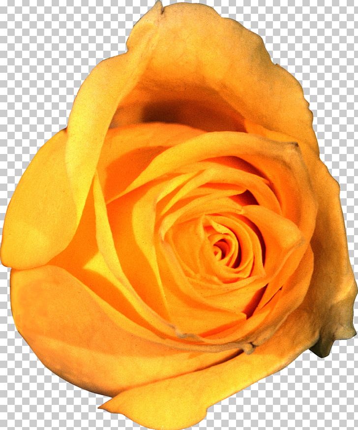 Garden Roses Portable Network Graphics Flower Yellow PNG, Clipart, Beach Rose, Bud, Closeup, Cut Flowers, Data Compression Free PNG Download