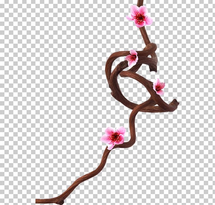 Liana Branch Petal PNG, Clipart, 18 January, Blackboard Learn, Blog, Blossom, Body Jewelry Free PNG Download