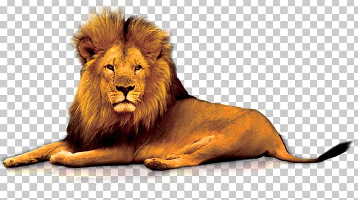 Lions Gate PNG, Clipart, Animals, Big Cat, Big Cats, Carnivoran, Cat Like Mammal Free PNG Download