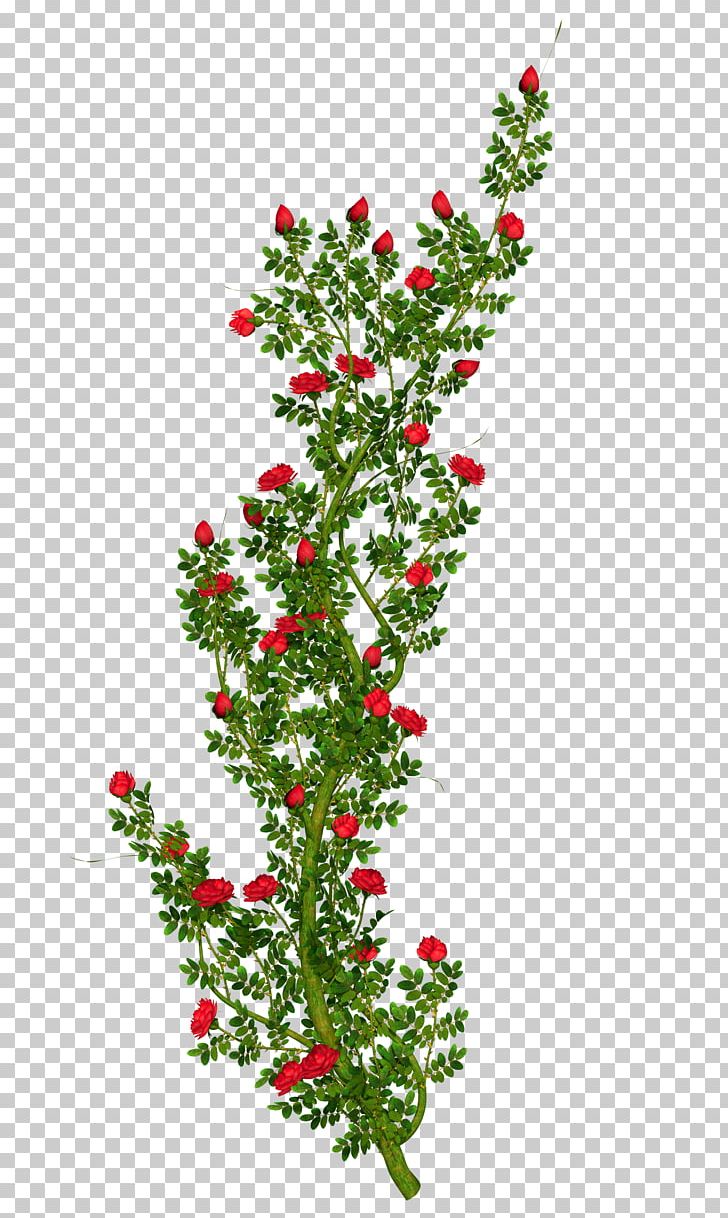 Rose Shrub Flower PNG, Clipart, Aquifoliaceae, Aquifoliales, Branch, Bushes, Christmas Free PNG Download