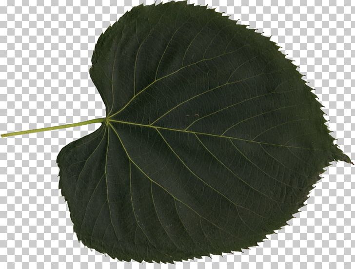 Leaf Plant PNG, Clipart, Com, Display Resolution, Download, Leaf, Nature Free PNG Download